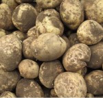 Potatoes