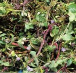 Aquatic plants